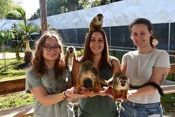 Monkey Observation and Cultural Planning