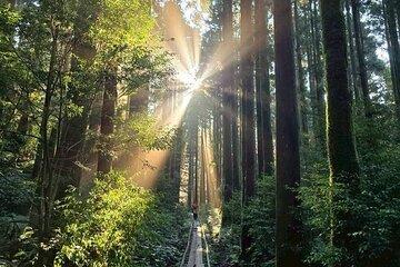 1 Day Jomon cedar Adventure