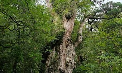 1 Day Jomon cedar Adventure