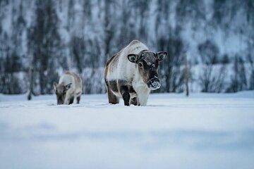 Balsfjord Sami Experience and Reindeer Feeding with lunch