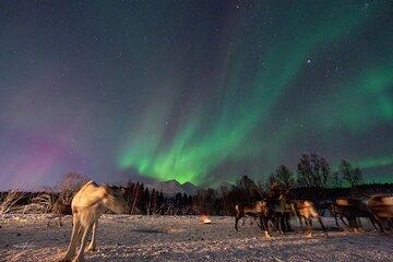 Balsfjord Sami and Reindeer Feeding Experience with Dinner