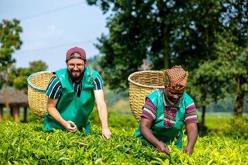 2 Day From Crop To Cup Lake Kivu Coffee Experience