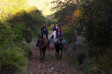 Canopy and Horses on the Mountain