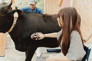 Farm Park Food Education Experience with Tajima Beef
