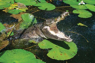 Cairns Cruise Ship Shore Excursion Crocodile and Wildlife Park
