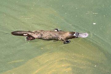 Airlie Beach: Eungella Platypus & Rainforest Eco Tour