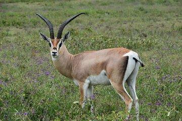 7-Day Camping Safari in Tanzania's Iconic National Parks