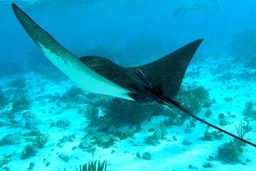 PRIVATE 4Stop Tour: Stingray, Snorkeling, Starfish & 7 Mile Beach