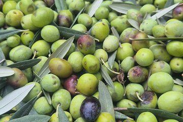 Olive oil tasting,lunch & wine tasting on the hills of Sorrento