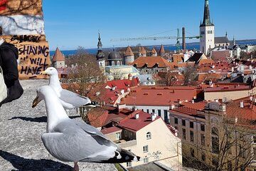 Helsinki to Tallinn and Back Ferry Ride