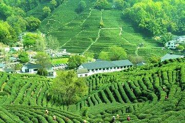 Serene Hangzhou Private Tour Where Tea Grows and Nature Unfolds