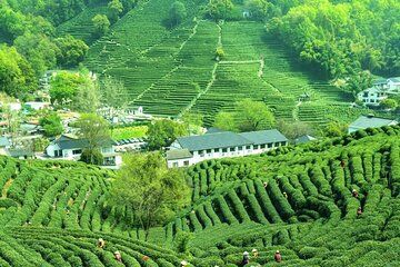 Serene Hangzhou Private Tour Where Tea Grows and Nature Unfolds