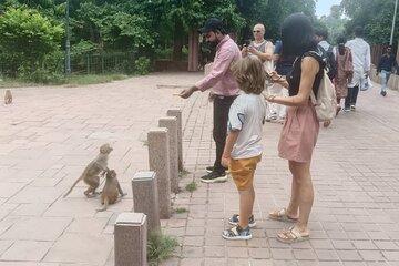 From Agra: Taj Mahal & Agra Fort Tour with Monkey Safari