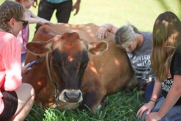 Cow Cuddles Moo Moo Bovine Therapy