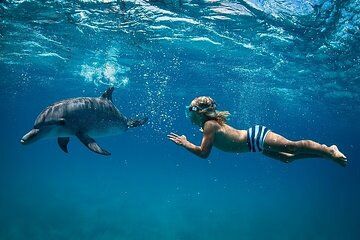 Swim with Dolphins VIP Snorkeling and Water Sports in Hurghada