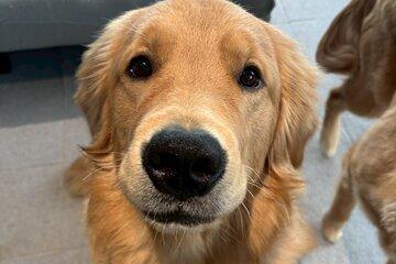 Fukuoka Photo Activity Experience with Large Dogs