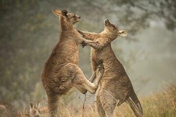 Discover Melbourne on Private Tour Experience
