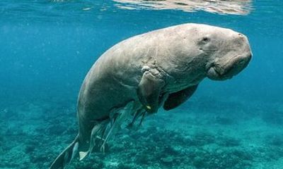 Coron Group Dugong and Turtle Watching with Lunch