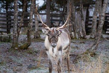 Ice Hotel and Sami Camp from Kiruna