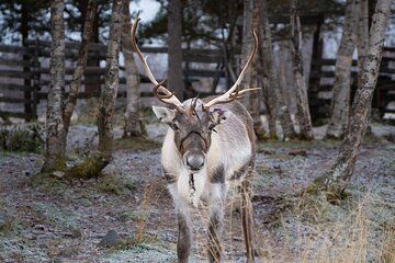 Ice Hotel and Sami Camp from Kiruna
