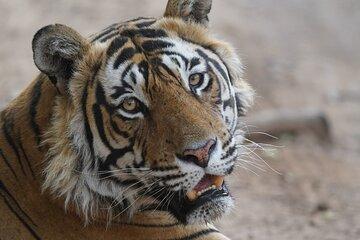 Golden Triangle Tour with Ranthambore Tiger Safari 4 Days by Car