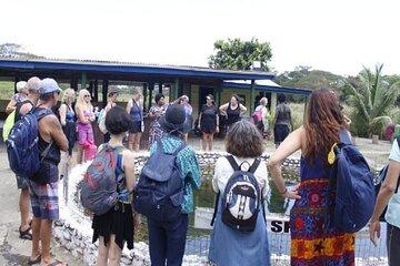 Experience the Unique Official Sabeto Hotspring and Mudpool Tour