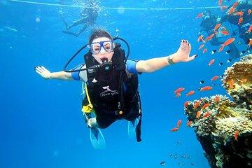 Marsa Mubarak 2 intro dive,Snorkeling Trip & Transfer :Marsa Alam