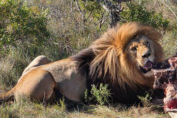 Schotia Tooth & Claw Safari (Open 4x4 Safari Vehicle)