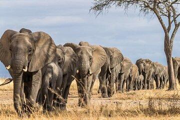 5 Days Serengeti Tarangire and Ngorongoro Safari Tour