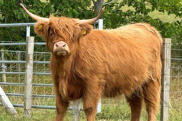 The Essential Highland Tour from Inverness or Port of Invergordon