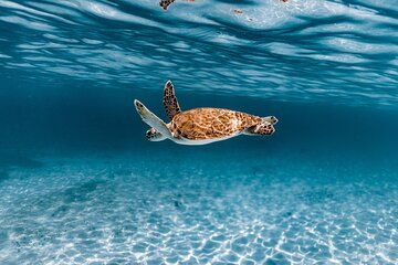 Turtle Spotting Snorkel Malmok And Tres Trapi