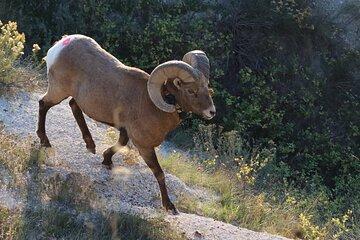 Black Hills Nature Tour Wildlife Watching and Scenic Views