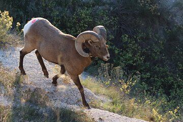 Black Hills Nature Tour Wildlife Watching and Scenic Views