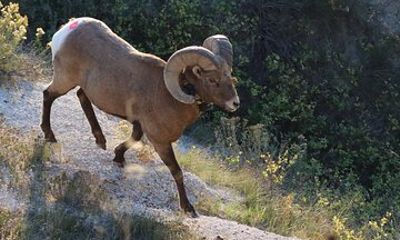 Private Wind Cave and Custer Wildlife Tour from Rapid City