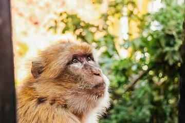 Ouzoud Waterfalls Day Trip from Casablanca