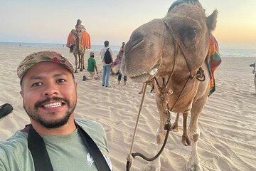 Camel Beach Ride Adventure in Los Cabos with Tequila Tasting