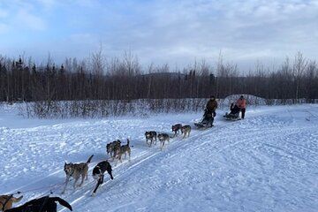2-Hour Basic Dog Mushing School (without transportation)