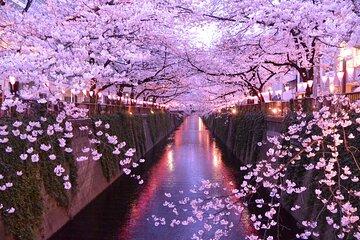 Cherry Blossom Viewing Tour at Meguro River with Lunch