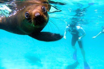 Seal the Adventure Day Tour