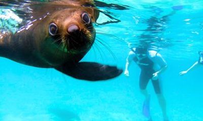 Seal the Adventure Day Tour