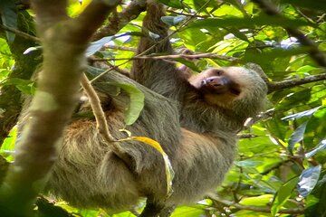 Bijagua Sloths, Coffee and Chocolate Farm, and Lunch Small Group