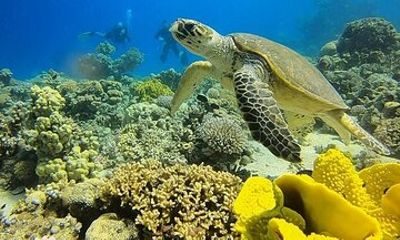 A Special Diving Adventure in The Red Sea Aqaba