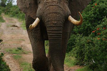 Adventure in Akagera Wildlife Park