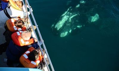 Valdes Peninsula Full Day Tour