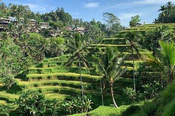 Ubud Tour Sacred Temple Waterfall Rice Terrace and Art Village