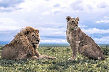 Amboseli National Park 4WD Tour from Nairobi