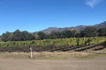 Wine Tours in Napa Valley