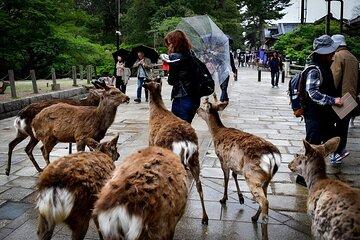 Meet the Deer Discover the Buddha in Nara With a Private Car