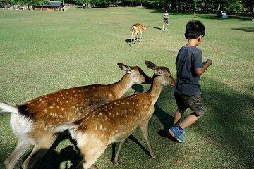 Best of Nara in Full Day Todaiji, Deer Park &Buddha Private Tour