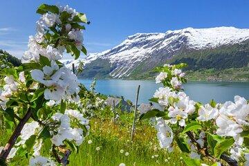 Hardanger Fjord Shared Tour